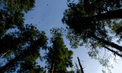 butterfly monarca in Mexico