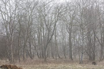 Fototapeta premium Mist