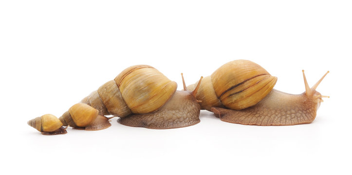 Family of snails.