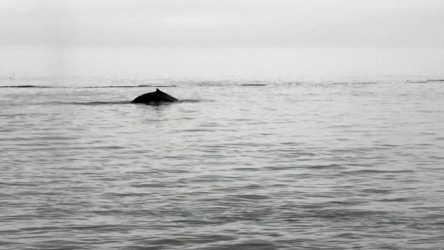 Whale dives into the water of Pacific Ocean in Alaska. Amazing landscapes. Beautiful rest and tourism in a cool climate. Unique picture of nature in America.