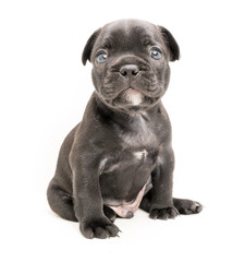 Black White French bulldog puppy