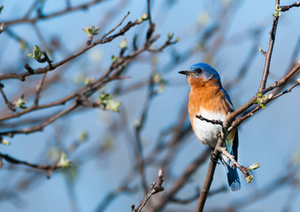 Male Eastern Bluebird