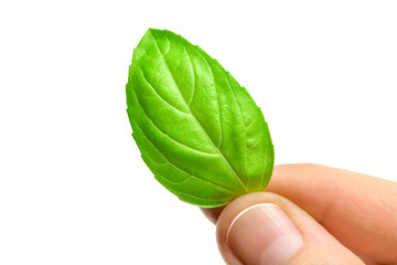 Hand holding green oregano leaf isolated on white