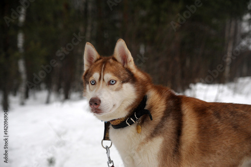 Red Haired Husky In Winter Stock Photo And Royalty Free Images On