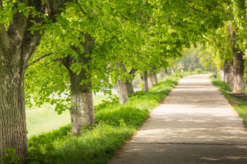View of  alley in park  on a springtime. Selective focus and blurred background.