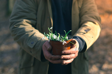 Snowdrops in the hands of spring concept