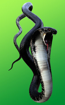 3d King Cobra Black Snake The world's longest venomous snake isolated on green background, King cobra snake 3d illustration, King cobra snake 3d Rendering