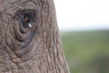 Elephant close up