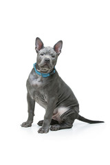 Thai ridgeback puppy