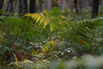 Fern leaves in summer forest.