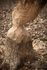 Tree showing wear from a beaver