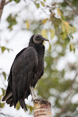 American Black vulture