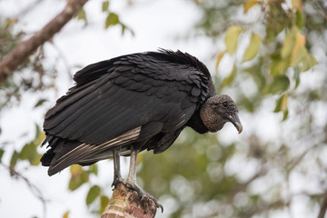 American Black vulture