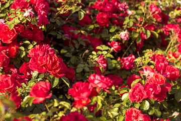 Beautiful bush of red roses in a spring garden. Red roses. Blooming garden. Spring. Summer.