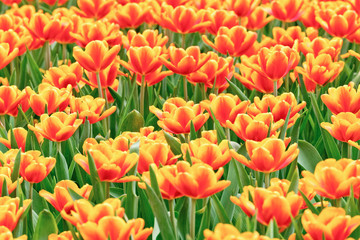 Tulips garden