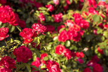 Beautiful bush of red roses in a spring garden. Red roses. Blooming garden. Spring. Summer.