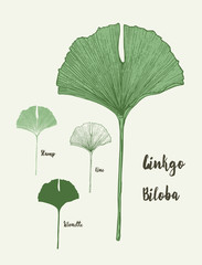 Tropical ginkgo biloba yellow leaves. Hand Drawn Vector illustration.
