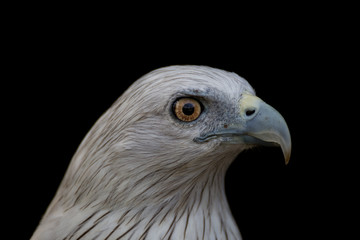 Hawk eye