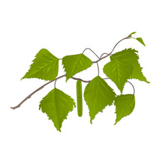 Twig Birch with catkins natural background vector illustration