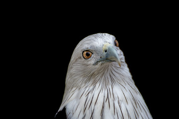 Hawk eye