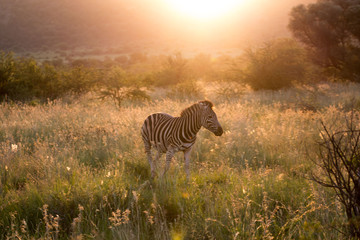 Fototapeta na wymiar zebra at dawn