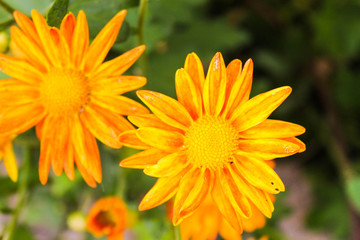 Daisies in Orange Background