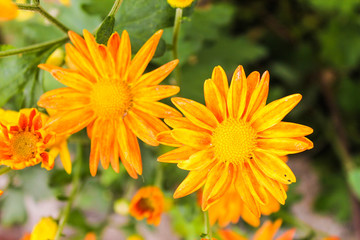 Daisies in Orange Background