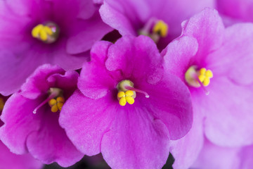 Obraz premium puriple african violet close up background