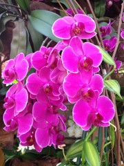 Fototapeta na wymiar Wonderful orchids
