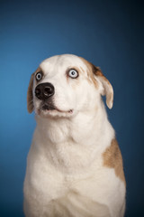 Blue eyed dog posing on blue background