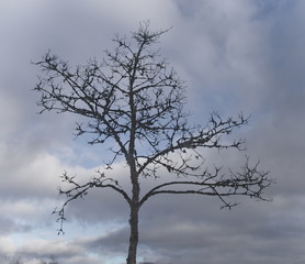 Fototapeta na wymiar Bare tree against a cloudy sky