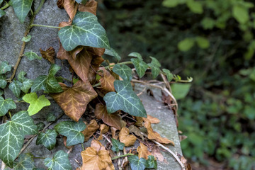 Junges und altes Efeu