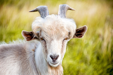 white goat with big horns closeup on green blurry background