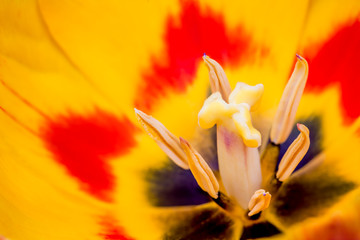 pistil of a tulip