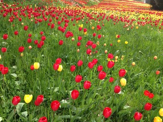 Sea of colorful tulips