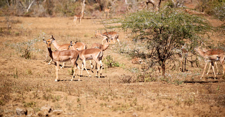  wild impala in the winter bush