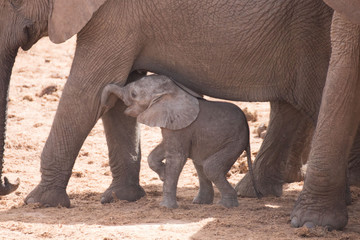 elephant baby