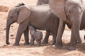 baby elephant