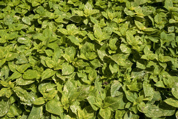 Foliage background showing plants outdoors