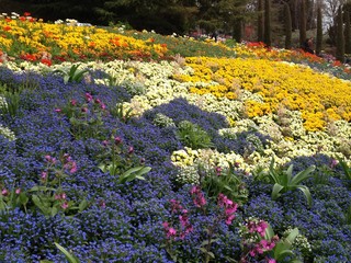 Colorful sea of flowers