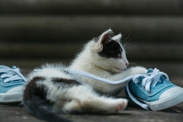 Cute kitten cat playing with blue gumshoes