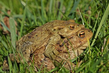 Erdkrötenpaar (Bufo bufo) auf Wanderschaft
