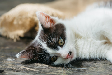 Fototapeta na wymiar Cute kitten cat lying on wooden board