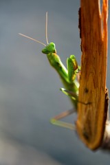 green praying mantis