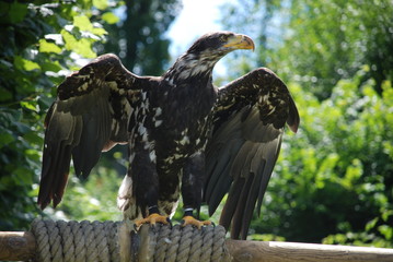 Oiseau de proie