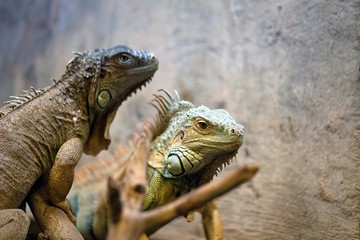 Green Iguana Reptile Portrait