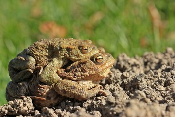 Erdkrötenpaar (Bufo bufo) auf Wanderschaft
