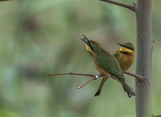 Little Bee-eater