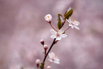 White sakura flower blossoming as natural background on blurred backdrop