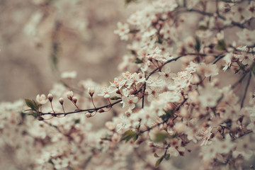 White sakura flower blossoming as natural background on blurred backdrop